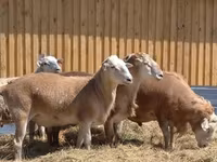 公羊, Katum sheep — 照片 1