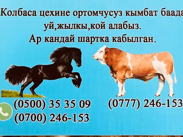 Бұқа, Ірі қара — Қырғызстан