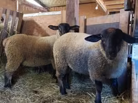 Қой, Baerchuke sheep — 2-сурет