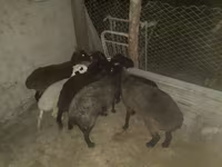 Ram, Hissar sheep — photo 1