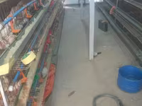 Chickens — photo 1