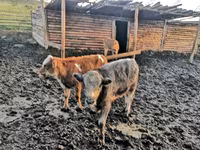 Kuh, Simmental cattle — Foto 3