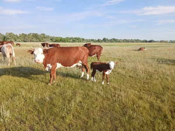 Сиыр, Latvian Blue cattle — Қазақстан
