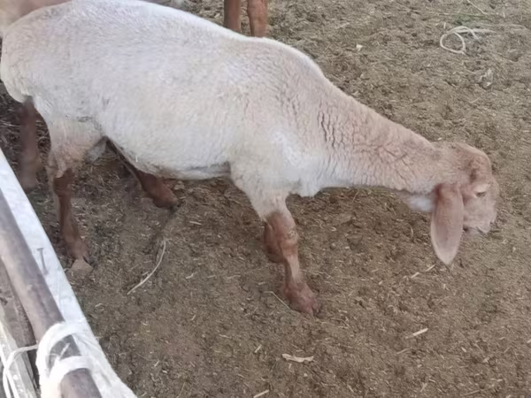 公羊, Sheep — 乌兹别克斯坦