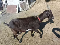 Ziegenbock, Ziegen — Foto 3