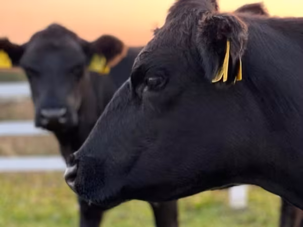 गाय, एबरडीन - एंगस — रूस