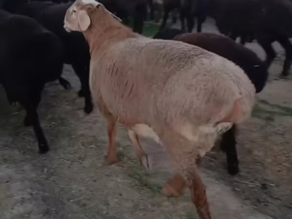 公羊, Sheep — 乌兹别克斯坦