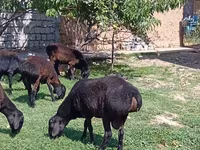 Ram, Rhon sheep — photo 2