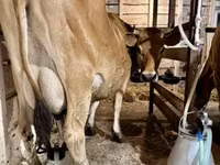 Cow, Jersey breed — photo 1