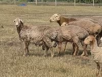 Қошқар, Hissar sheep — 7-сурет