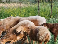 Sheep, Rhon sheep — photo 1