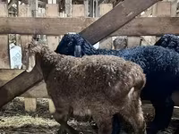 Қошқар, Baerchuke sheep — 2-сурет
