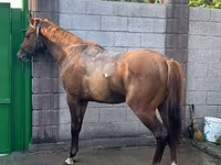 Horse (M), Horses — photo 3
