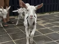 बकरी, Saanen goat — फ़ोटो 2