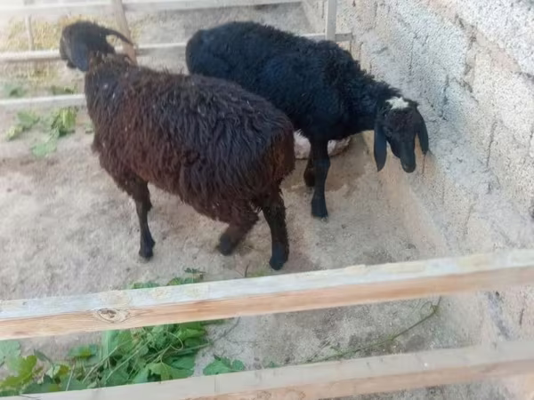 मेढ़ा, Hissar sheep — उज़्बेकिस्तान