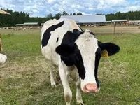 Cow, Holstein breed — photo 3