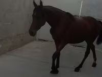 Бие, Anglo-Arabian — 5-сурет