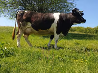 Bull, Holstein breed — photo 1