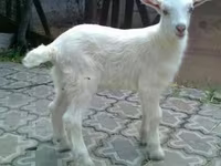 Billy Goat, Saanen goat — photo 2