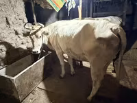 Сиыр, Ukrainian Brown Dairy Cattle — 3-сурет