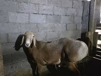 Қошқар, Arashan sheep — 4-сурет