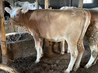 सांड, Simmental cattle — फ़ोटो 1