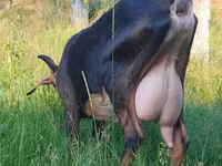 母山羊, Nubian Goat — 照片 1