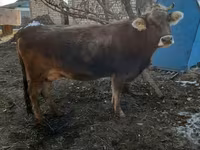بقرة, Swiss cattle — الصورة 3