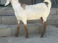 Cabra, Beetal goats — foto 1