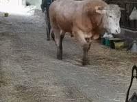 Бұқа, Blonde d’Aquitane cattle — 1-сурет