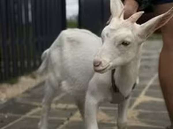 عنزة, Saanen goat