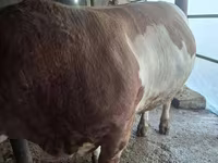 Бұқа, Simmental cattle — 5-сурет