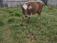 Cow, Cattle — photo 4