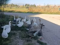 Geese — फ़ोटो 4