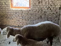 Widder, Arashan sheep — Foto 3