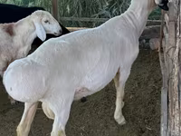 Ram, Hissar sheep — photo 2