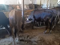 Vaca, Raza Alatau — foto 3