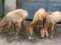 Sheep, Arashan sheep — photo 2