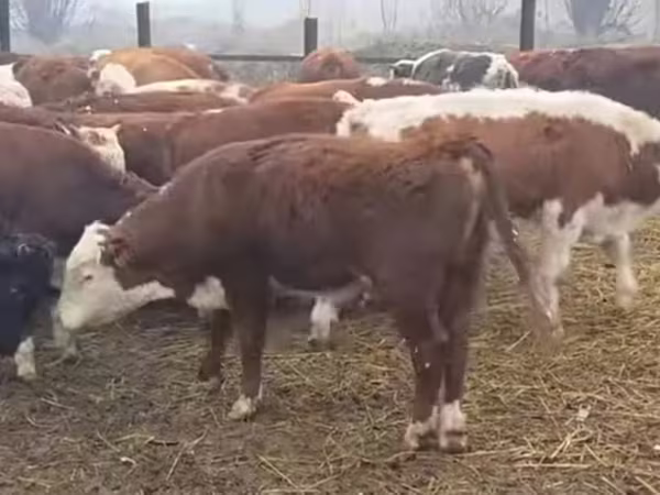 公牛, Hereford — 乌兹别克斯坦