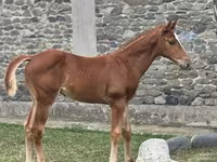 Айғыр, Anglo-Arabian — 2-сурет