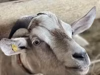 बकरी, Saanen goat — फ़ोटो 8