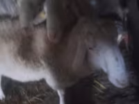 كبش, Assaf sheep — الصورة 2