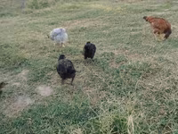 Chickens — photo 5