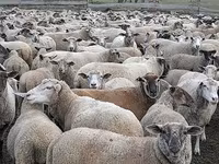 Ram, Sheep — photo 1