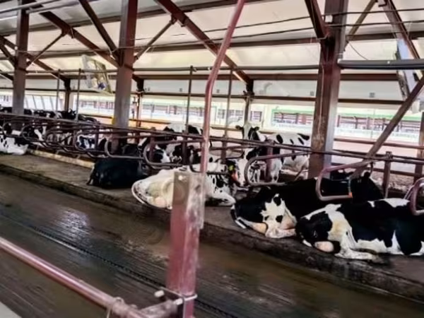 Cow, Holstein breed