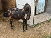 Goat, Kamori goats — photo 5