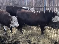 Bull, Russian Black pied cattle — photo 6