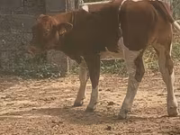 Toro, Men-anju — foto 1