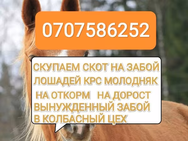 Бұқа, Ірі қара — Қырғызстан