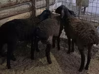 Ram, Sheep — photo 4